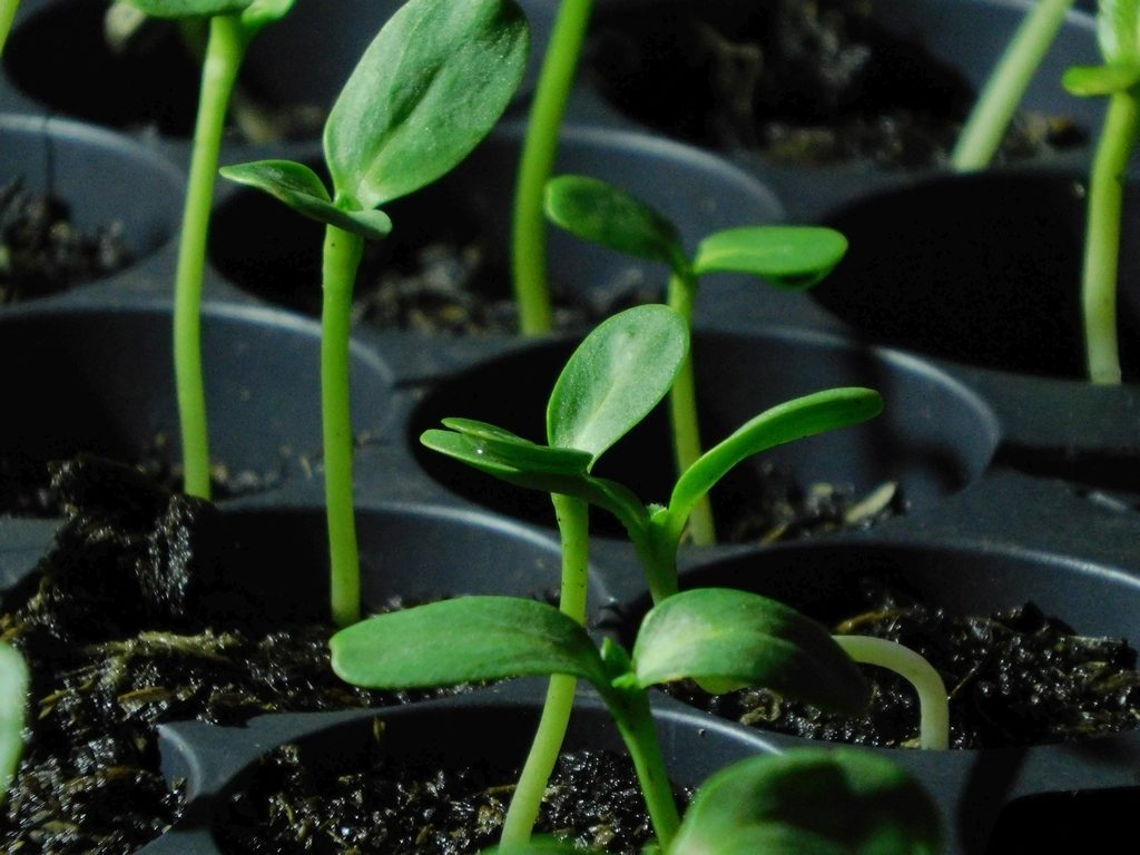 Twee zonnebloemplantjes aan het fuseren